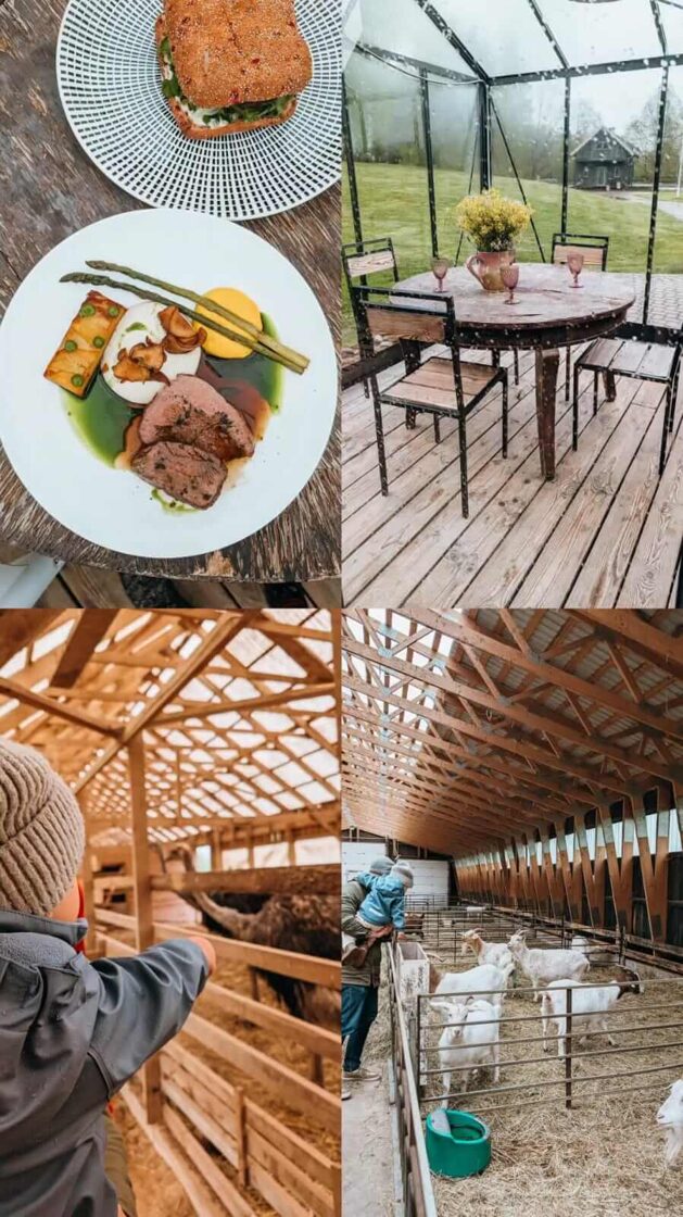 Ko_darit_kuldiga_ar_berniem_mini_zoo